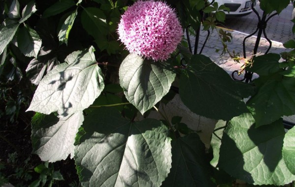 Güneş Apartments İçmeler